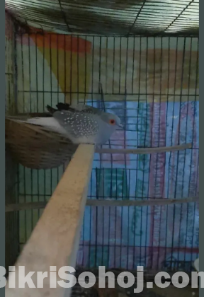 Dimond Dove